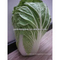 Vender nuevo cultivo Chinese Cabbage brother kingdom